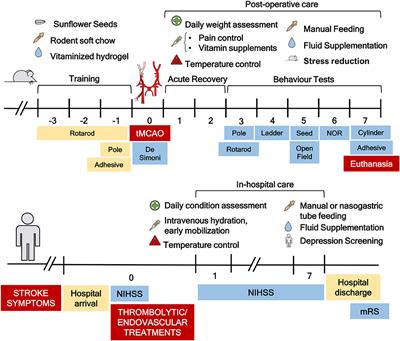 Bridging the Transient Intraluminal Stroke Preclinical Model to Clinical Practice: From Improved Surgical Procedures to a Workflow of Functional Tests